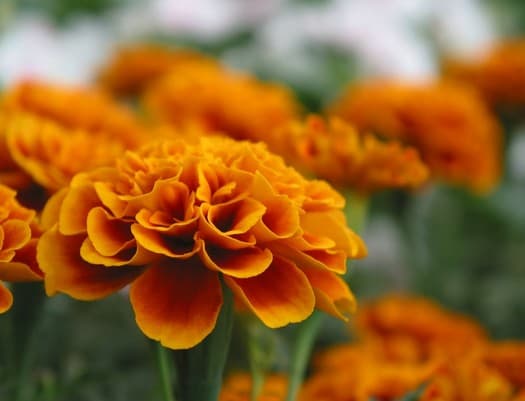 Marigold Extract - plant extract